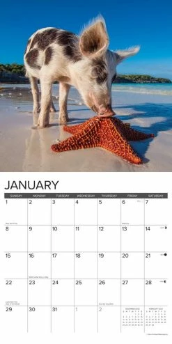 Hot Sale 👏 2023 12 Little Piggies Wall Calendar by Willow Creek Press 😍 -Cheap Willow Creek Press Store D669923S 3