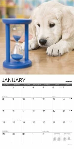 Budget 👍 2023 12 Uses for a Golden Wall Calendar by Willow Creek Press 🛒 -Cheap Willow Creek Press Store D669924S 3