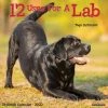Budget 😍 2023 12 Uses for a Lab Wall Calendar by Willow Creek Press 🥰