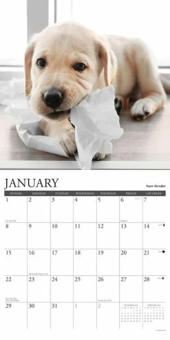 Budget 😍 2023 12 Uses for a Lab Wall Calendar by Willow Creek Press 🥰 -Cheap Willow Creek Press Store D669927S 3