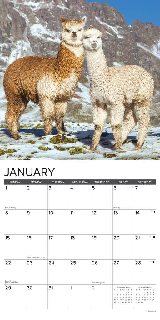Cheapest ๐ฏ 2023 Alpacas Wall Calendar by Willow Creek Press ๐งจ 3 Cheapest ๐ฏ 2023 Alpacas Wall Calendar by Willow Creek Press ๐งจ - Image 3