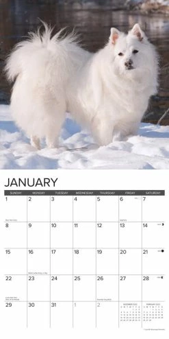 Best reviews of ๐ 2023 Just American Eskimos Wall Calendar by Willow Creek Press ๐ฅฐ 6 Best reviews of ๐ 2023 Just American Eskimos Wall Calendar by Willow Creek Press ๐ฅฐ -Cheap Willow Creek Press Store D669933S 3