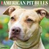 Coupon 🤩 2023 American Pit Bull Terriers Wall Calendar by Willow Creek Press 🔥