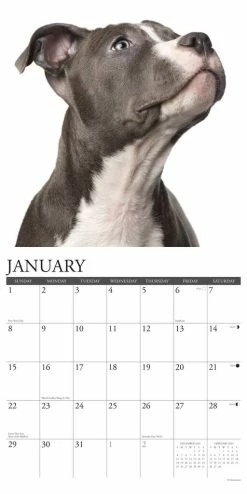 Coupon 🤩 2023 American Pit Bull Terriers Wall Calendar by Willow Creek Press 🔥 -Cheap Willow Creek Press Store D669935S 3