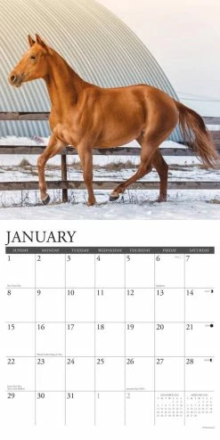 Best reviews of ⭐ 2023 American Quarter Horses Wall Calendar by Willow Creek Press 🌟 -Cheap Willow Creek Press Store D669936S 3