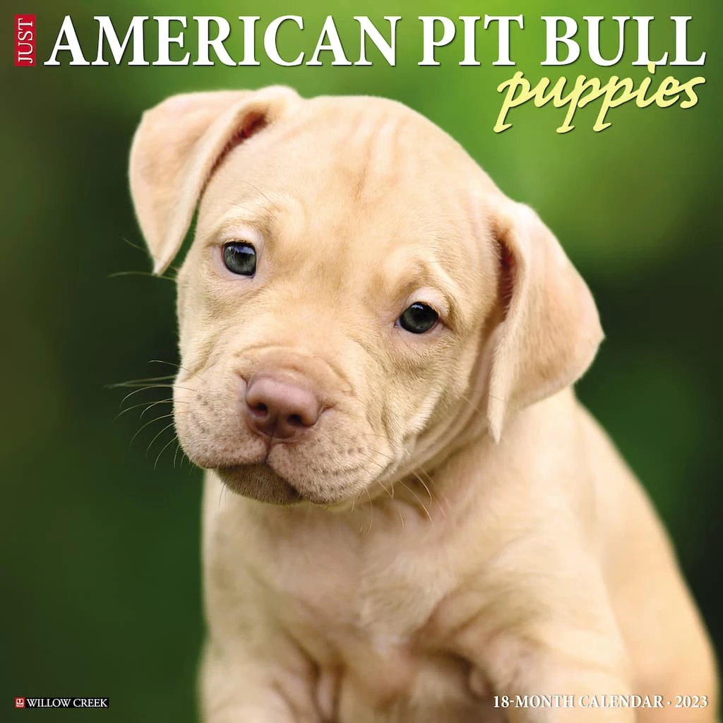 Brand new π 2023 American Pit Bull Puppies Wall Calendar by Willow Creek Press π― 1 Brand new π 2023 American Pit Bull Puppies Wall Calendar by Willow Creek Press π―