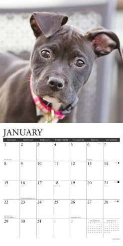 Brand new π 2023 American Pit Bull Puppies Wall Calendar by Willow Creek Press π― 6 Brand new π 2023 American Pit Bull Puppies Wall Calendar by Willow Creek Press π― -Cheap Willow Creek Press Store D669937S 3