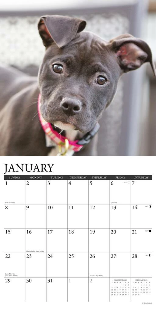 Brand new π 2023 American Pit Bull Puppies Wall Calendar by Willow Creek Press π― 3 Brand new π 2023 American Pit Bull Puppies Wall Calendar by Willow Creek Press π― - Image 3
