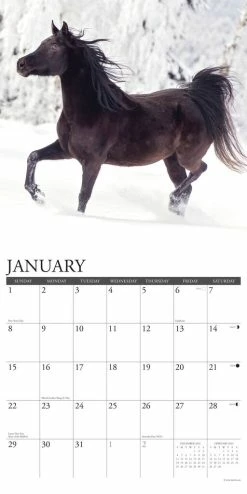 Discount 🎁 2023 Arabians Wall Calendar by Willow Creek Press 🎉 6 Discount 🎁 2023 Arabians Wall Calendar by Willow Creek Press 🎉 -Cheap Willow Creek Press Store D669942S 3
