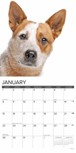 Top 10 ✨ 2023 Just Australian Cattle 🦮 Dogs Wall Calendar by Willow Creek Press 😍 -Cheap Willow Creek Press Store D669949S 3