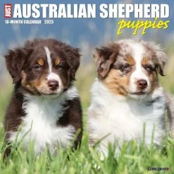 Best Pirce 👏 2023 Australian Shepherd Puppies Wall Calendar by Willow Creek Press 😉