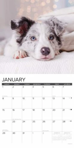 Best Pirce 👏 2023 Australian Shepherd Puppies Wall Calendar by Willow Creek Press 😉 6 Best Pirce 👏 2023 Australian Shepherd Puppies Wall Calendar by Willow Creek Press 😉 -Cheap Willow Creek Press Store D669950S 3