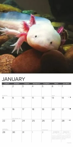 Discount ⌛ 2023 Axolotls Wall Calendar by Willow Creek Press 👍 -Cheap Willow Creek Press Store D669951S 3