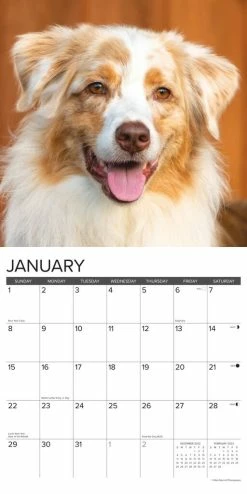 Discount ❤️ 2023 Just Australian Shepherds Wall Calendar by Willow Creek Press 👏 -Cheap Willow Creek Press Store D669952S 3