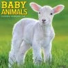 Cheapest 💯 2023 Baby Animals Wall Calendar by Willow Creek Press ⭐