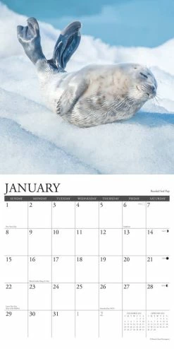 Cheapest 💯 2023 Baby Animals Wall Calendar by Willow Creek Press ⭐ -Cheap Willow Creek Press Store D669953S 3