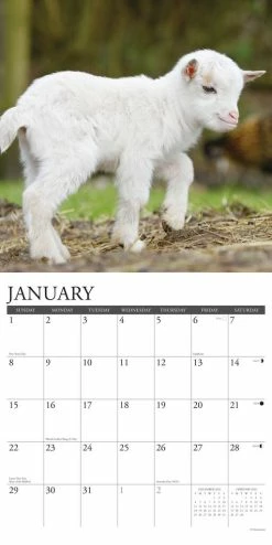 Cheap ⭐ 2023 Baby Goats Wall Calendar by Willow Creek Press 🌟 -Cheap Willow Creek Press Store D669954S 3