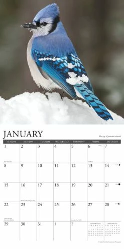 Best deal 😍 2023 Backyard Birds Wall Calendar by Willow Creek Press 💯 -Cheap Willow Creek Press Store D669957S 3