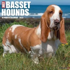 New ๐ฏ 2023 Just Basset Hounds Wall Calendar by Willow Creek Press ๐ฏ
