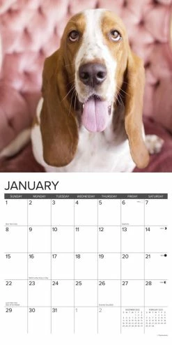 New 💯 2023 Just Basset Hounds Wall Calendar by Willow Creek Press 💯 -Cheap Willow Creek Press Store D669959S 3