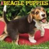 Cheap 🔔 2023 Just Beagle Puppies Wall Calendar by Willow Creek Press ✔️