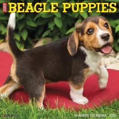 Cheap ๐ 2023 Just Beagle Puppies Wall Calendar by Willow Creek Press โ๏ธ