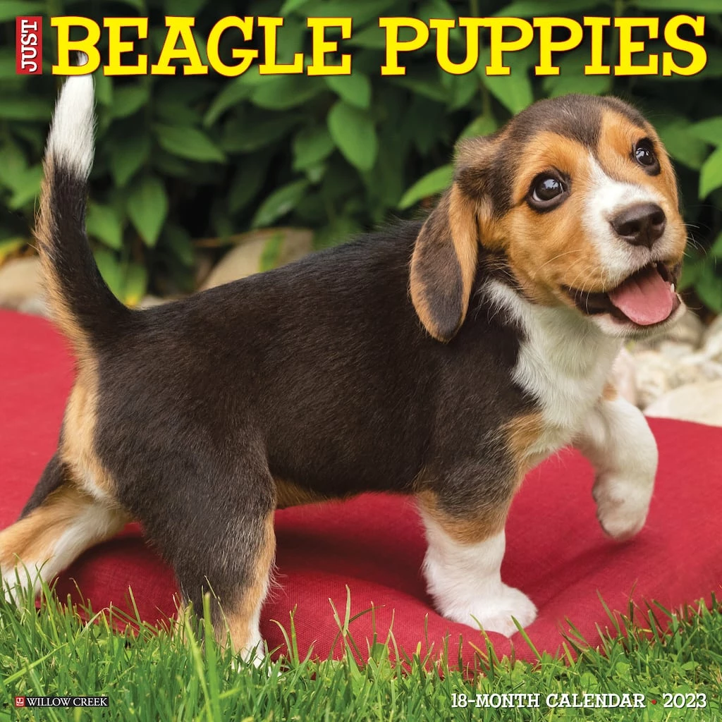 Cheap ๐ 2023 Just Beagle Puppies Wall Calendar by Willow Creek Press โ๏ธ 1 Cheap ๐ 2023 Just Beagle Puppies Wall Calendar by Willow Creek Press โ๏ธ