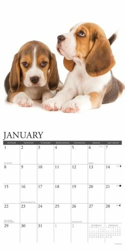 Cheap ๐ 2023 Just Beagle Puppies Wall Calendar by Willow Creek Press โ๏ธ 6 Cheap ๐ 2023 Just Beagle Puppies Wall Calendar by Willow Creek Press โ๏ธ -Cheap Willow Creek Press Store D669960S 3