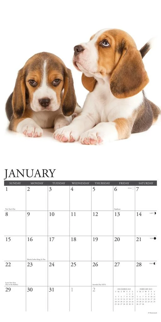 Cheap ๐ 2023 Just Beagle Puppies Wall Calendar by Willow Creek Press โ๏ธ 3 Cheap ๐ 2023 Just Beagle Puppies Wall Calendar by Willow Creek Press โ๏ธ - Image 3