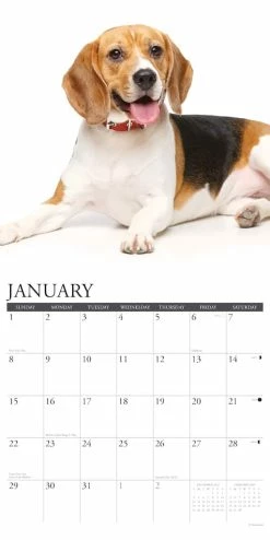 Hot Sale 👏 2023 Just Beagles Wall Calendar by Willow Creek Press 💯 -Cheap Willow Creek Press Store D669963S 3