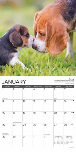 Best reviews of ❤️ 2023 Beagle Rules Wall Calendar by Willow Creek Press ✨ -Cheap Willow Creek Press Store D669964S 3