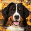 Outlet 🎉 2023 Just Bernese Mountain 🦮 Dog Wall Calendar by Willow Creek Press ✔️