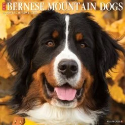 Outlet 🎉 2023 Just Bernese Mountain 🦮 Dog Wall Calendar by Willow Creek Press ✔️