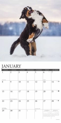 Outlet 🎉 2023 Just Bernese Mountain 🦮 Dog Wall Calendar by Willow Creek Press ✔️ -Cheap Willow Creek Press Store D669966S 3