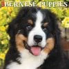 Hot Sale 👏 2023 Just Bernese Mountain Puppies Wall Calendar by Willow Creek Press ⭐