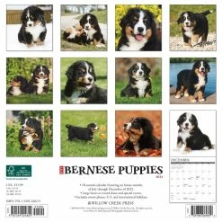 Hot Sale 👏 2023 Just Bernese Mountain Puppies Wall Calendar by Willow Creek Press ⭐ -Cheap Willow Creek Press Store D669968S 2