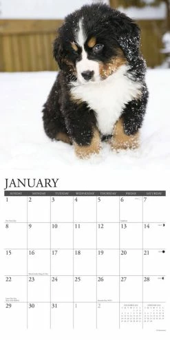 Hot Sale 👏 2023 Just Bernese Mountain Puppies Wall Calendar by Willow Creek Press ⭐ -Cheap Willow Creek Press Store D669968S 3