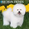 Outlet 🌟 2023 Just Bichons Frises Wall Calendar by Willow Creek Press 🛒