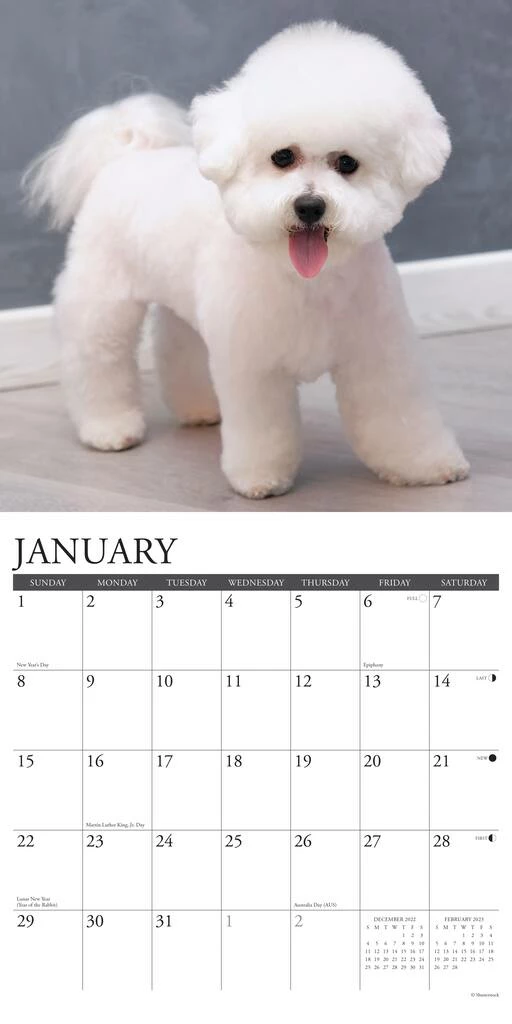Outlet π 2023 Just Bichons Frises Wall Calendar by Willow Creek Press π 3 Outlet π 2023 Just Bichons Frises Wall Calendar by Willow Creek Press π - Image 3