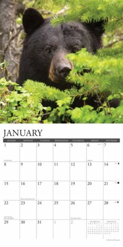 New ✔️ 2023 Black Bears Wall Calendar by Willow Creek Press 🎉 -Cheap Willow Creek Press Store D669977S 3