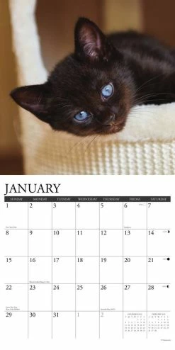 Deals π 2023 Just Black Kittens Wall Calendar by Willow Creek Press 𧨠6 Deals π 2023 Just Black Kittens Wall Calendar by Willow Creek Press 𧨠-Cheap Willow Creek Press Store D669978S 3
