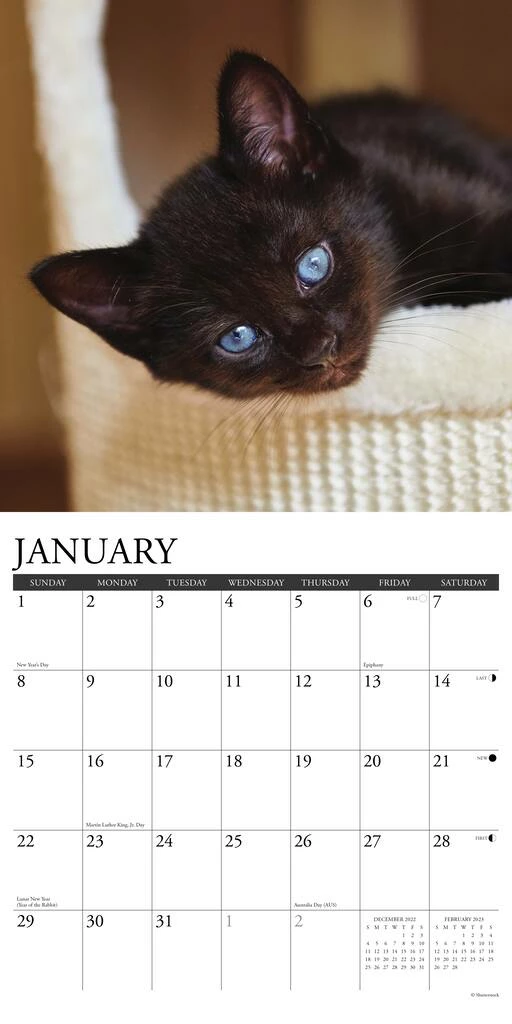 Deals π 2023 Just Black Kittens Wall Calendar by Willow Creek Press 𧨠3 Deals π 2023 Just Black Kittens Wall Calendar by Willow Creek Press 𧨠- Image 3