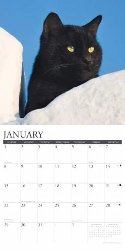 Discount 👍 2023 Just Black Cats Wall Calendar by Willow Creek Press 😉 6 Discount 👍 2023 Just Black Cats Wall Calendar by Willow Creek Press 😉 -Cheap Willow Creek Press Store D669979S 3