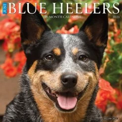 Brand new 😍 2023 Just Blue Heelers Wall Calendar by Willow Creek Press 😍
