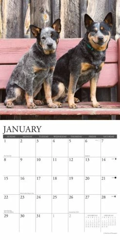 Brand new 😍 2023 Just Blue Heelers Wall Calendar by Willow Creek Press 😍 -Cheap Willow Creek Press Store D669980S 3