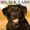 Cheap 😉 2023 Just Black Labs Wall Calendar by Willow Creek Press ⭐