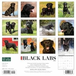 Cheap 😉 2023 Just Black Labs Wall Calendar by Willow Creek Press ⭐ -Cheap Willow Creek Press Store D669981S 2