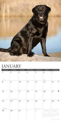 Cheap 😉 2023 Just Black Labs Wall Calendar by Willow Creek Press ⭐ -Cheap Willow Creek Press Store D669981S 3