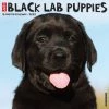 Promo ❤️ 2023 Just Black Lab Puppies Wall Calendar by Willow Creek Press 🥰