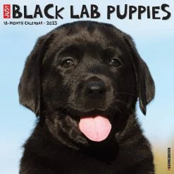 Promo โค๏ธ 2023 Just Black Lab Puppies Wall Calendar by Willow Creek Press ๐ฅฐ